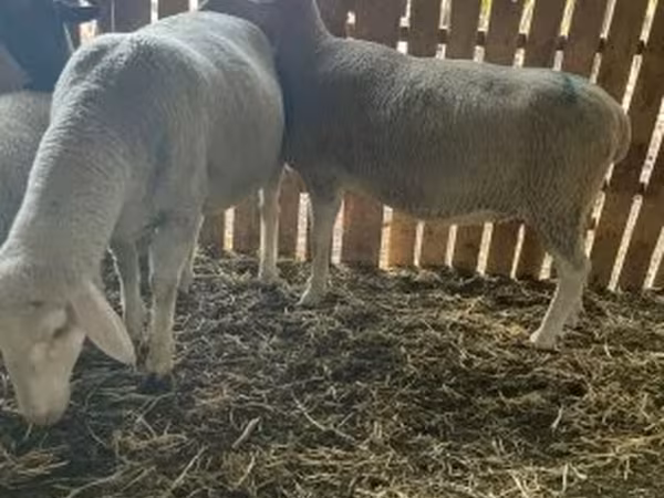 Juh, Merinoland sheep