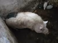 公猪, Pigs — 照片 1