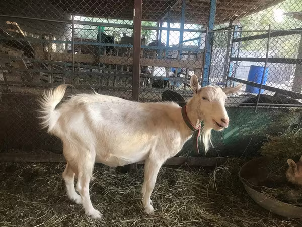 Kozel, Saanen goat
