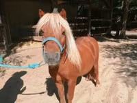 Cheval, Shetland Pony — photo 1