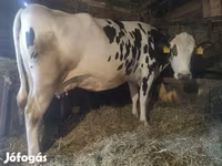 Kuh, Russian Black pied cattle — Foto 3