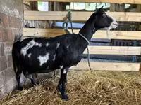 母山羊, Goats — 照片 1