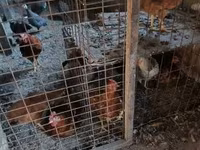 Guinea fowl — foto 6
