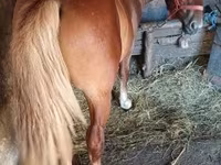 公马, Horses — 照片 3