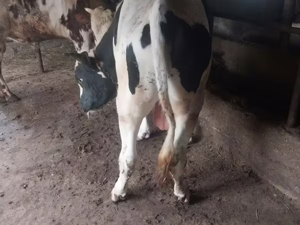Bika, Russian Black pied cattle