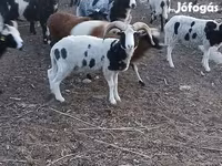 Kos, Jacob's sheep — 2. fotó
