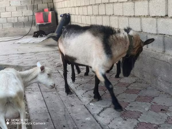 Bak, Alpine goat