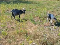 Goat, Goats — photo 6