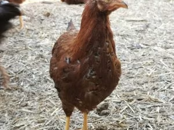 Chickens