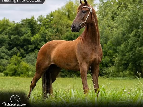 Hing, Tennessee Walking Horse