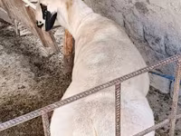 Ovejas (lote, sexo no especificado), Ovejas — foto 3