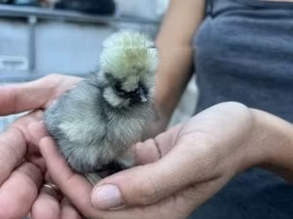 Poule soie