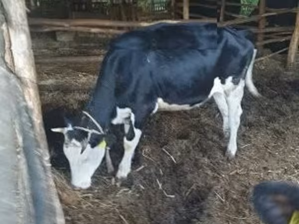 Vache, Russian Black pied cattle — Hongrie