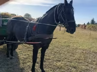 घोड़ा, Nonius horse — फ़ोटो 4