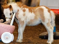 Stute, Miniature horse — Foto 2