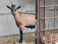 公山羊, Alpine goat — 照片 1
