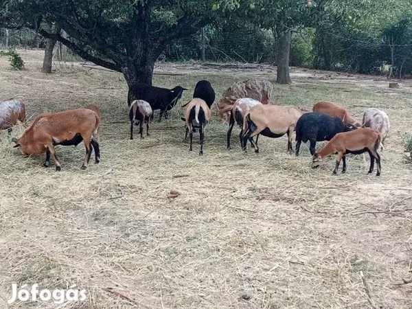 Kos, Cameroon sheep — Magyarország