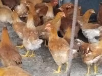 Chickens — الصورة 3