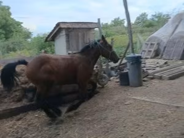 Horse (M), Horses