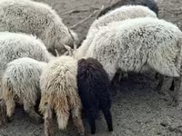 Ram, Sheep — photo 1