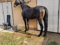 Stute, Nonius horse — Foto 2