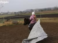 Caballo, Shetland Pony — foto 3