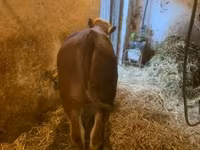 Bull, Hungarian Grey breed — photo 2