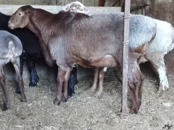 Beran, Hissar sheep