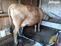 母牛, Jersey breed — 照片 5