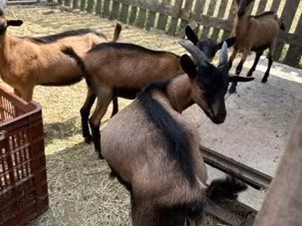 Kozel, Alpine goat — Maďarsko