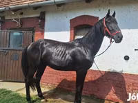 Horse (M), Nonius horse — photo 5