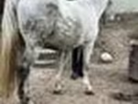 Jument, Chevaux — photo 8