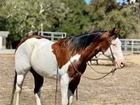 Caballo, American paint horse — foto 3