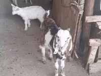 Nőstény kecske, Saanen goat — 1. fotó