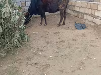 Krowa, Bydło — zdjęcie 4