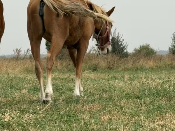 Kobyła, Russian Don