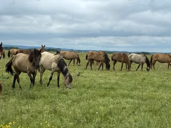 Lovak (tétel, nem megadva), Horse breed