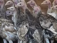 Turkeys — photo 1