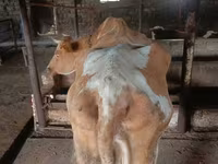 Krowa, Simmental cattle — zdjęcie 2