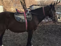 Hing, Lovak — 1. fotó
