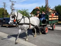 Jument, Friesian — photo 1