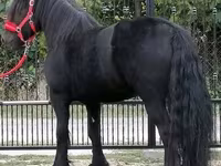 At, Fell pony — foto 2