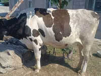 بقرة, Russian Black pied cattle — الصورة 1