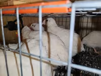 Chickens — photo 1