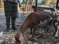 Nőstény kecske, Nubian Goat — 4. fotó