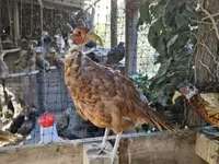 Guinea fowl — Foto 2