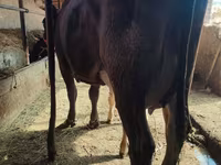 Cow, Cattle — photo 2