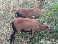 भेड़, Cameroon sheep — फ़ोटो 3
