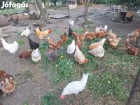 Chickens — Foto 6