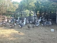 Geese — 3-сурет
